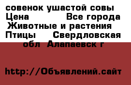 совенок ушастой совы › Цена ­ 5 000 - Все города Животные и растения » Птицы   . Свердловская обл.,Алапаевск г.